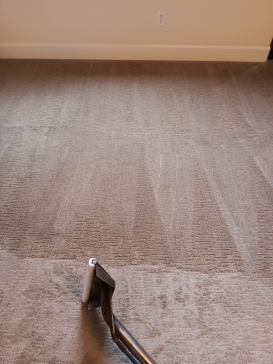 Carpet half cleaned showing the difference